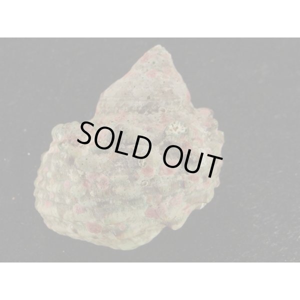 画像2: ヒメヤコウガイ　大 (2)