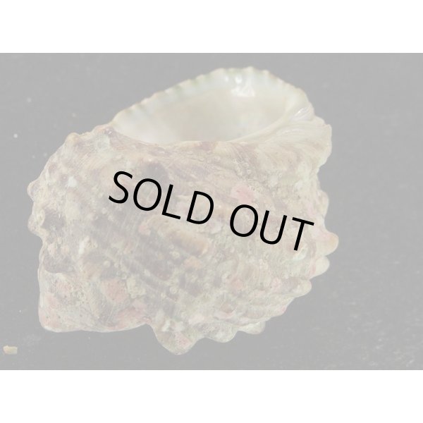 画像3: ヒメヤコウガイ　大 (3)