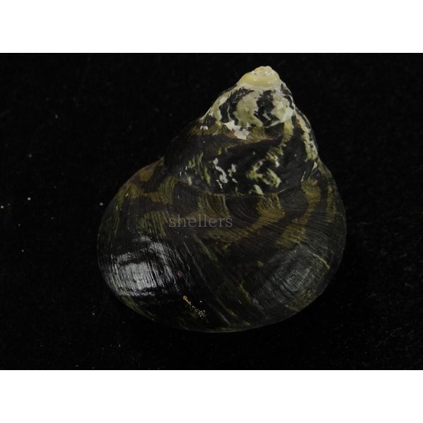 画像2: チャウダーガイ 黒 大 (2)