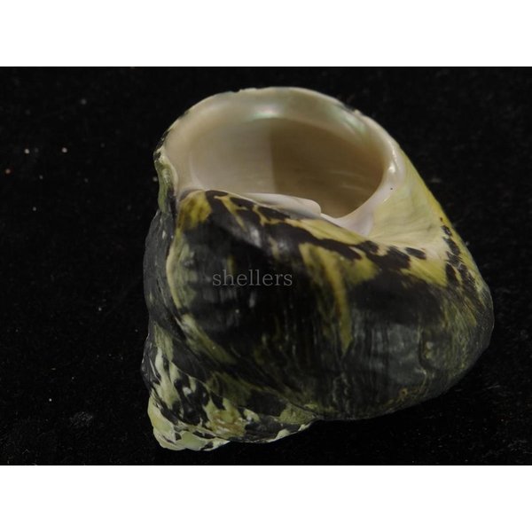 画像3: チャウダーガイ 黒 大 (3)