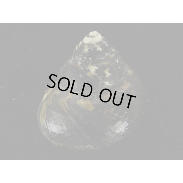 画像2: チャウダーガイ　黒　大 (2)