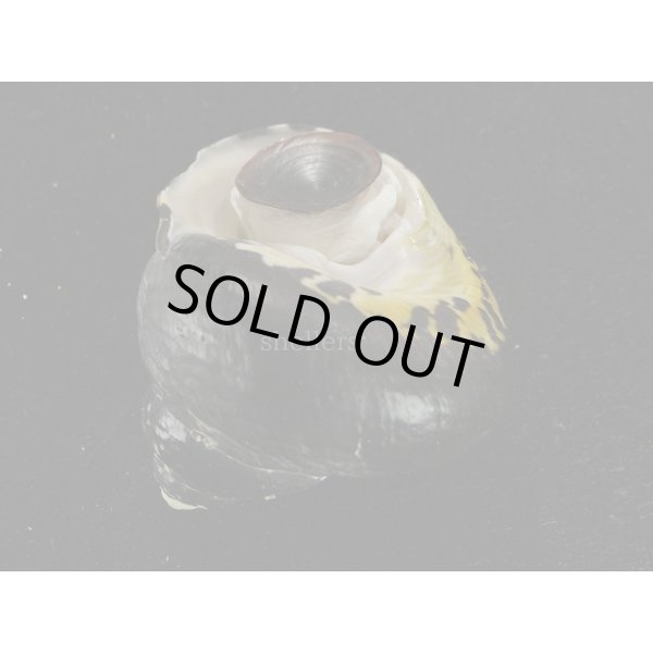 画像3: チャウダーガイ　黒　大 (3)