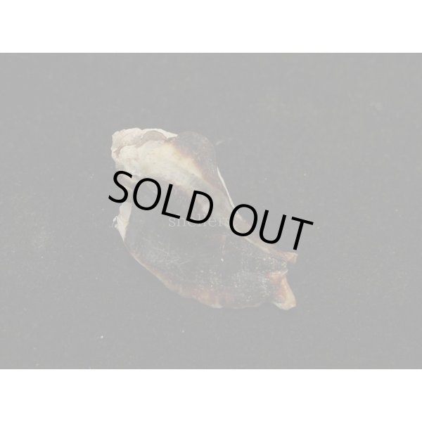 画像2: ヌノメヨウラク (2)