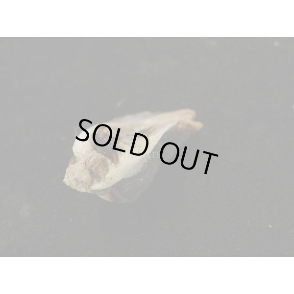 画像3: ヌノメヨウラク (3)