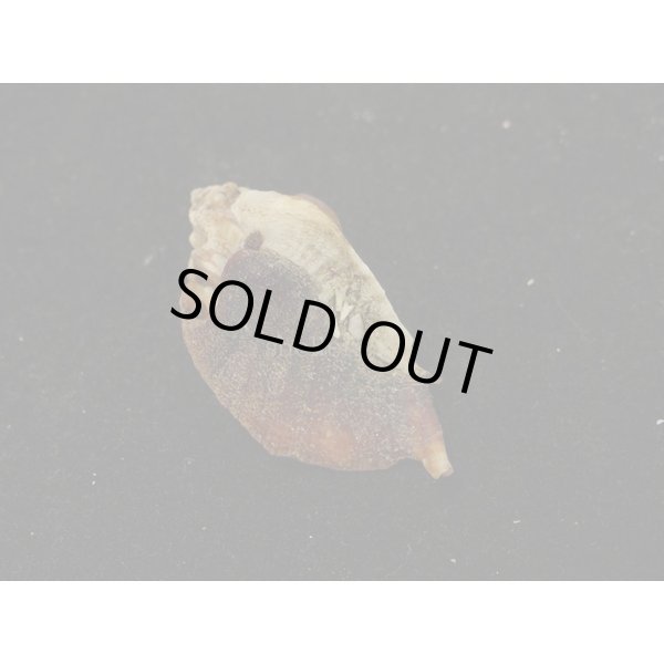 画像2: ヌノメヨウラク (2)