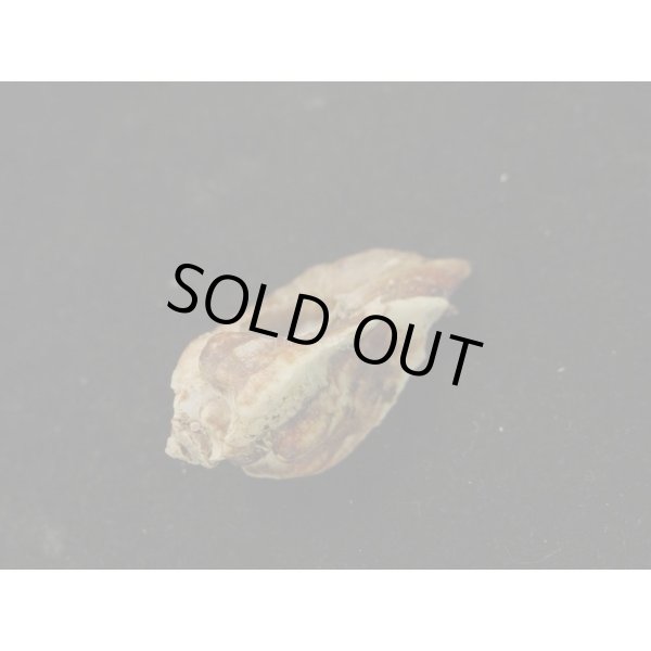 画像3: ヌノメヨウラク (3)