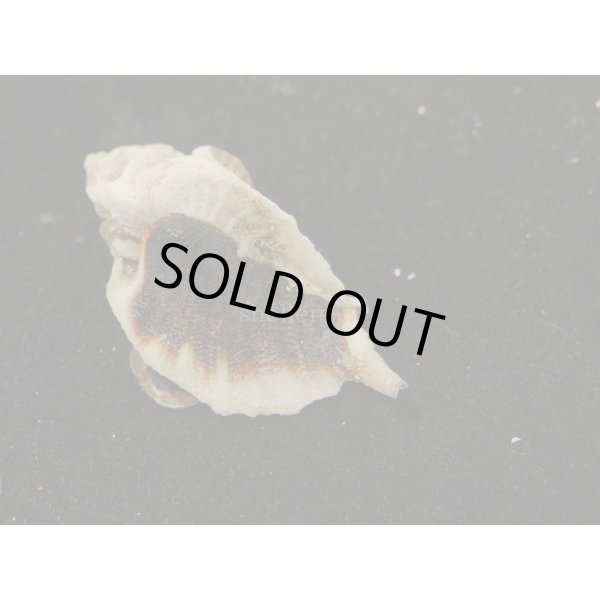 画像2: ヌノメヨウラク (2)