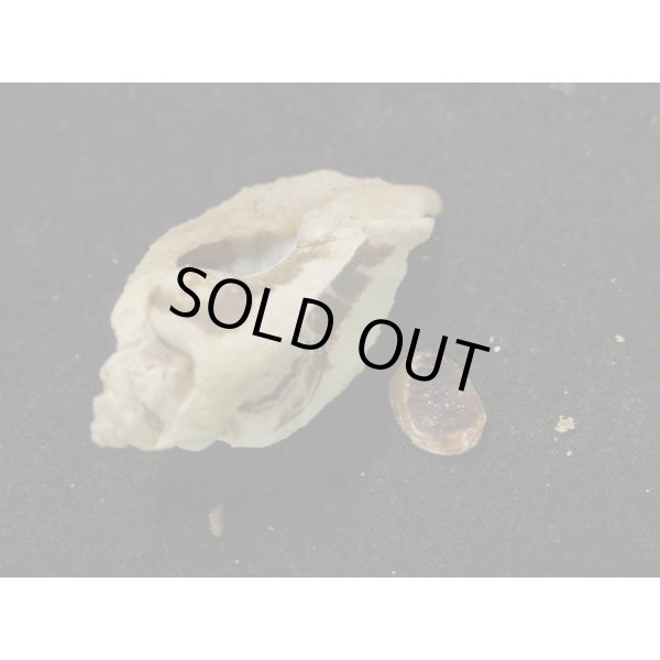 画像3: ヌノメヨウラク (3)