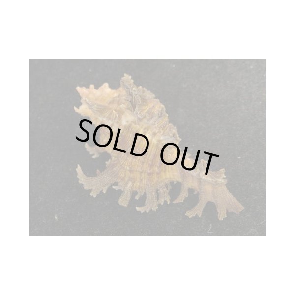 画像2: ゴクラクガンゼキ (2)