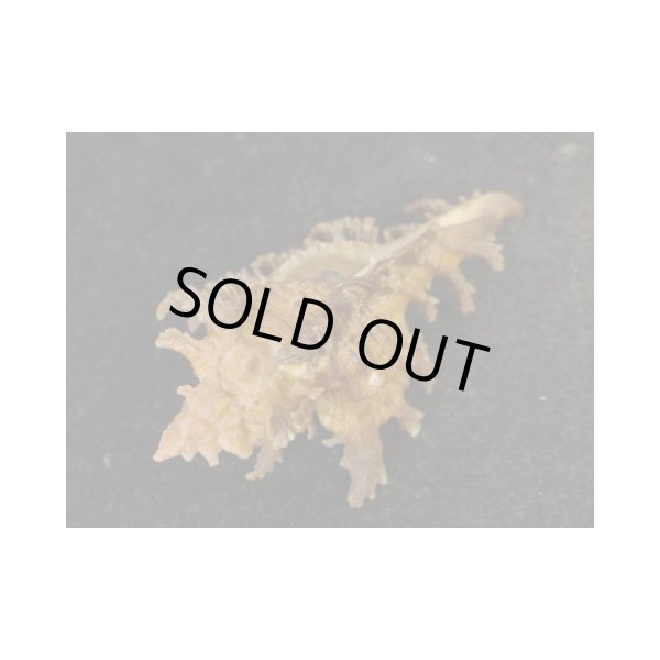 画像3: ゴクラクガンゼキ (3)