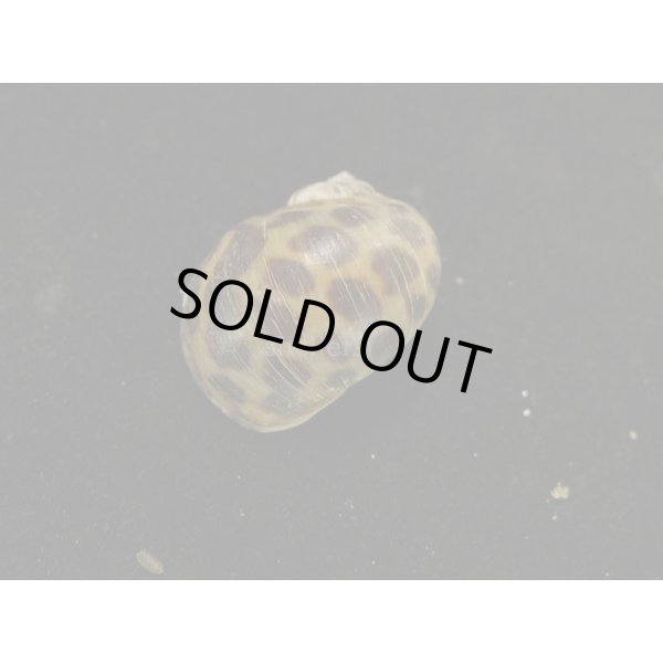 画像2: アフリカゴマフダマ (2)