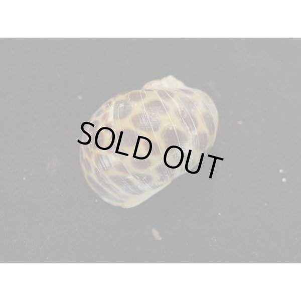 画像2: アフリカゴマフダマ (2)