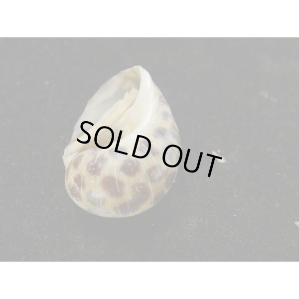 画像3: アフリカゴマフダマ (3)