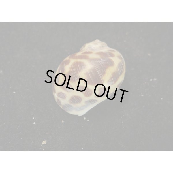 画像2: アフリカゴマフダマ (2)