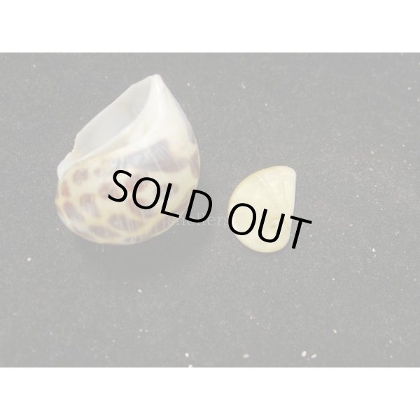 画像3: アフリカゴマフダマ (3)