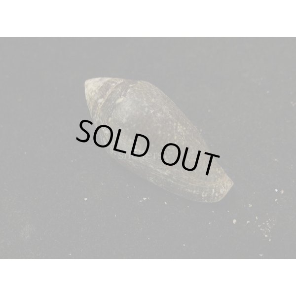 画像2: ハクテンイモガイ (2)