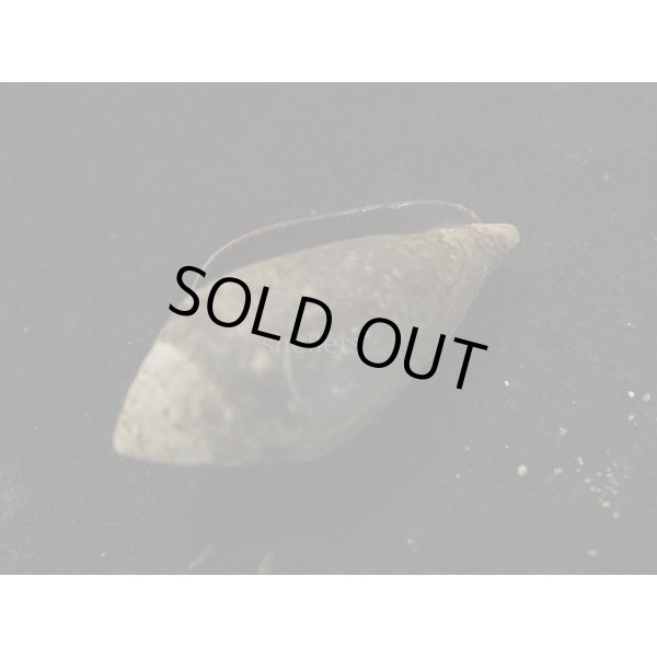 画像3: ハクテンイモガイ (3)