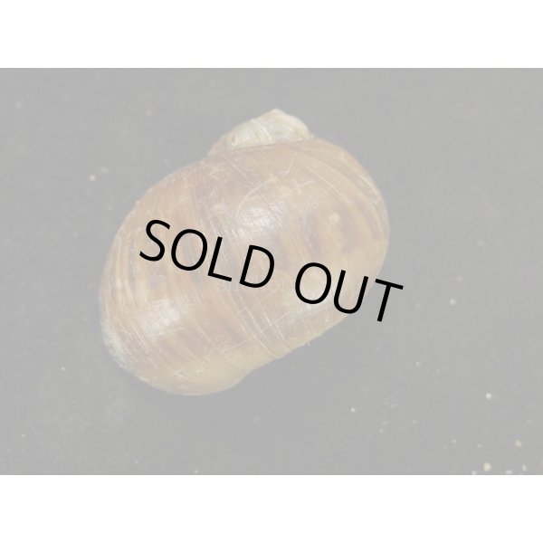 画像2: モノディータマガイ (2)