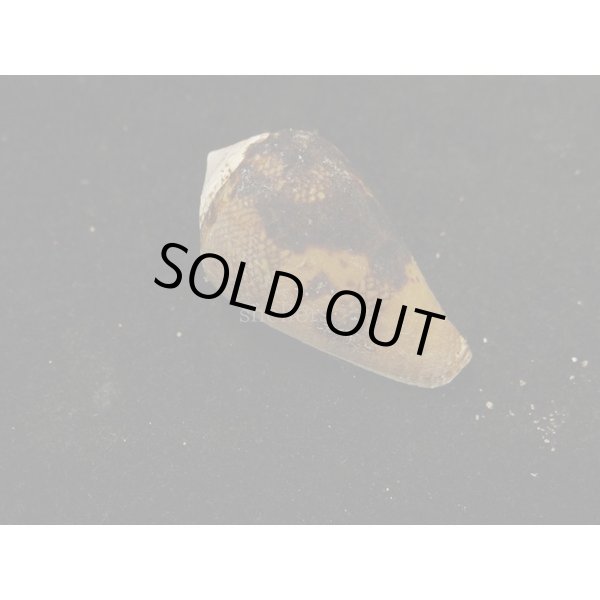 画像2: ワラベイモ (2)