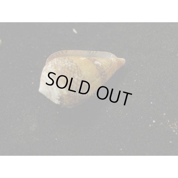 画像3: ワラベイモ (3)