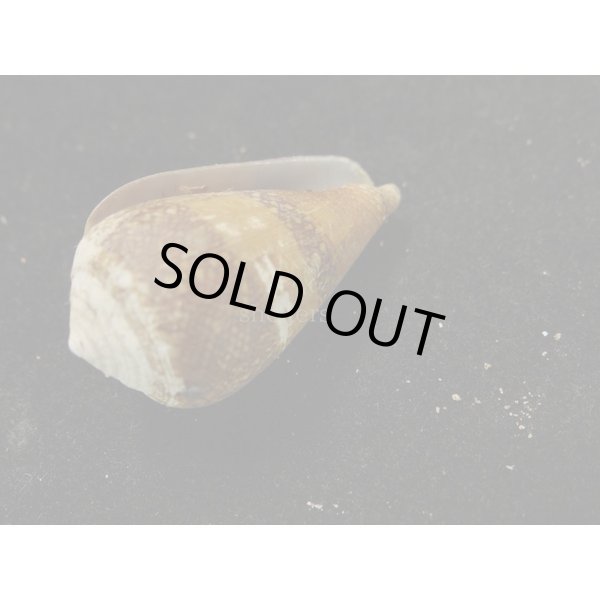 画像2: ワラベイモ (2)