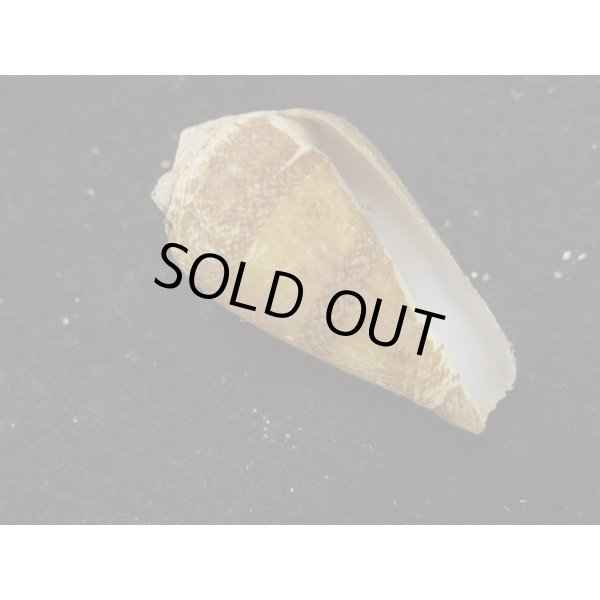 画像3: ワラベイモ (3)