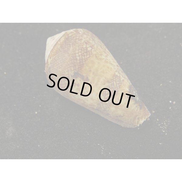 画像2: ワラベイモ (2)