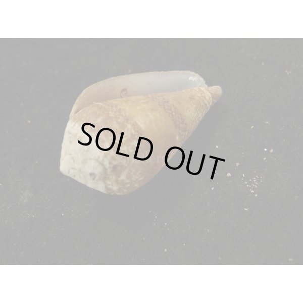 画像3: ワラベイモ (3)