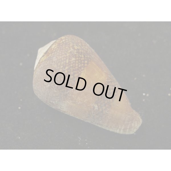 画像2: ワラベイモ (2)