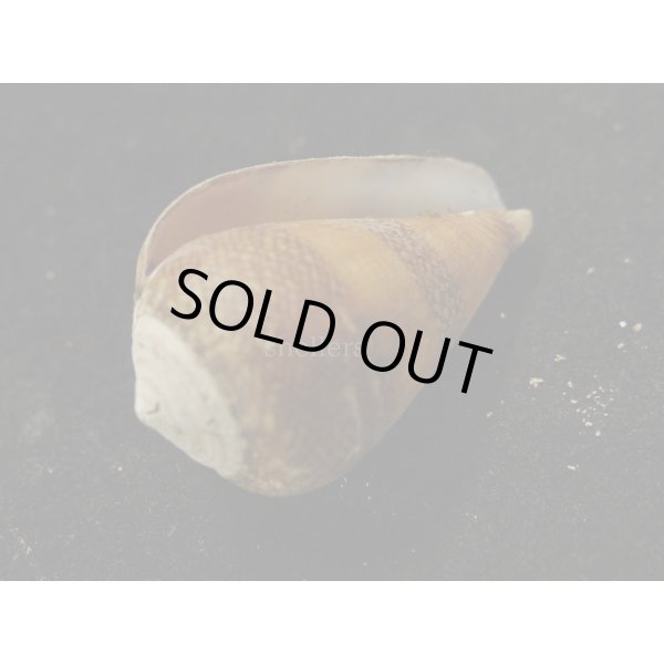 画像3: ワラベイモ (3)