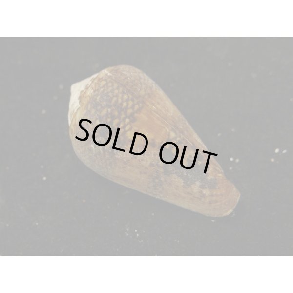 画像2: ワラベイモ (2)