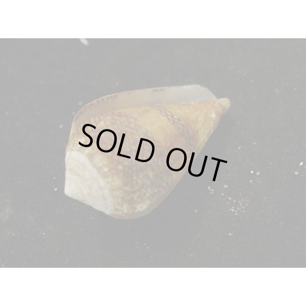 画像3: ワラベイモ (3)