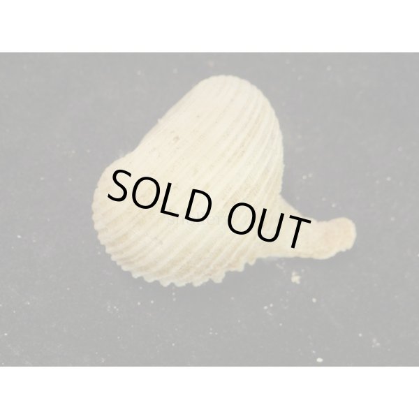 画像2: カブラガイ (2)