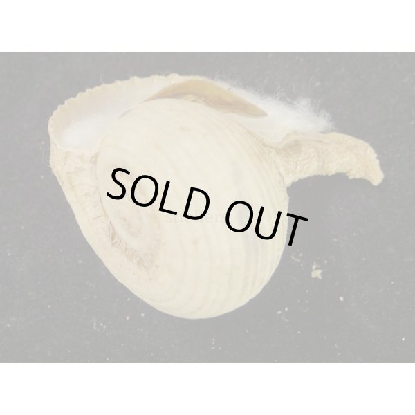 画像3: カブラガイ (3)