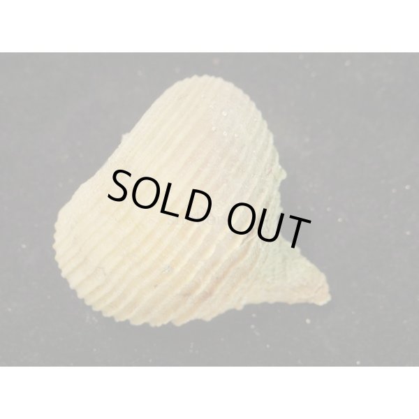 画像2: カブラガイ (2)