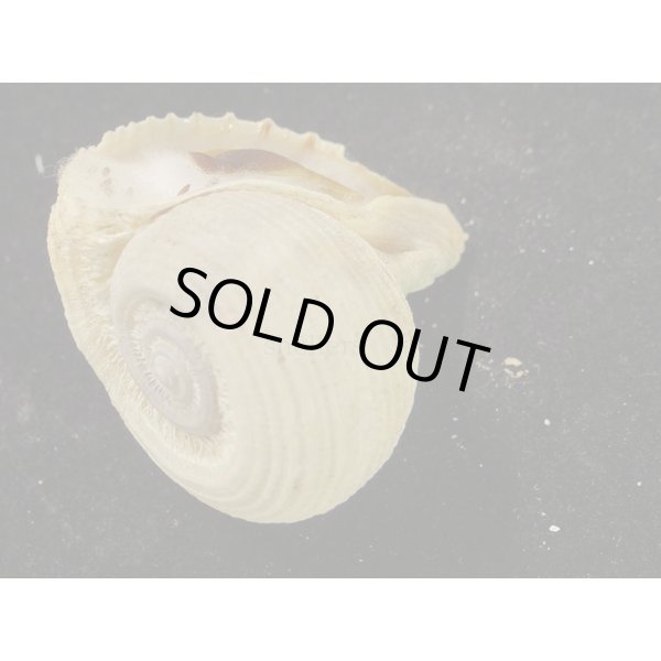 画像3: カブラガイ (3)