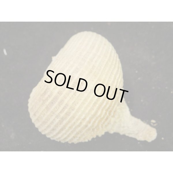 画像2: カブラガイ (2)