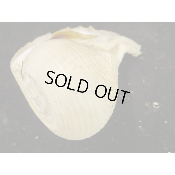 画像3: カブラガイ (3)