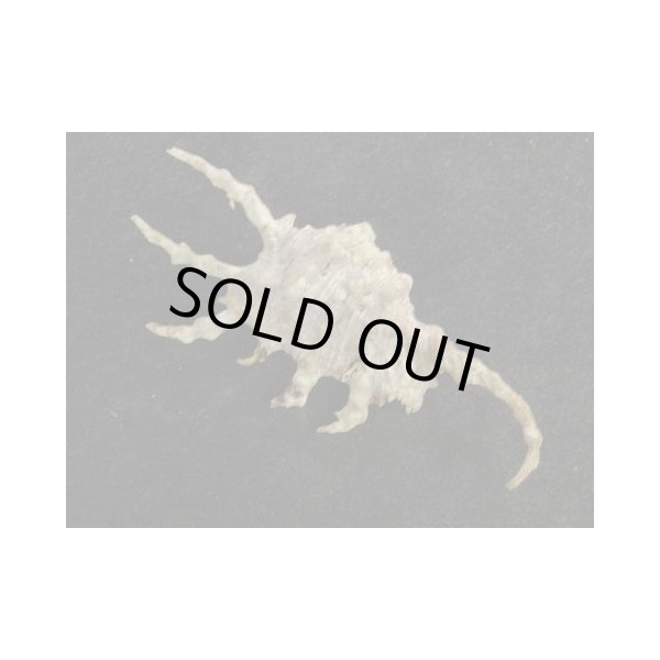 画像2: フシデサソリ (2)