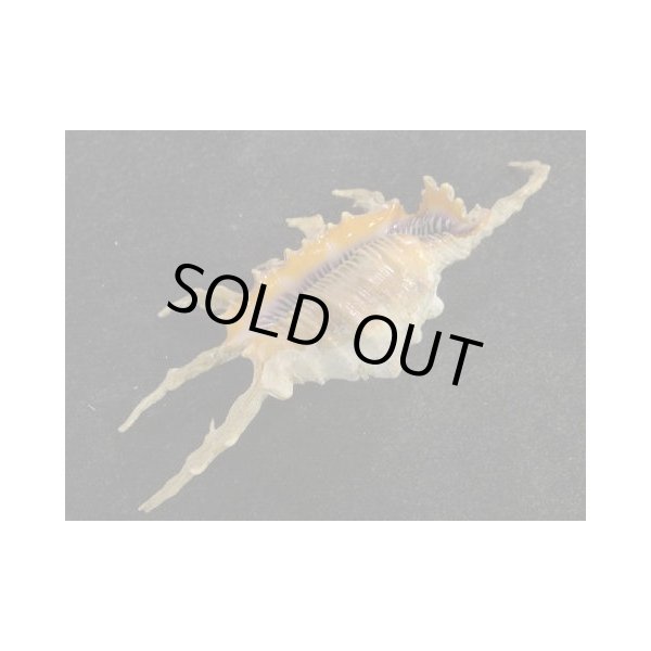 画像3: フシデサソリ (3)