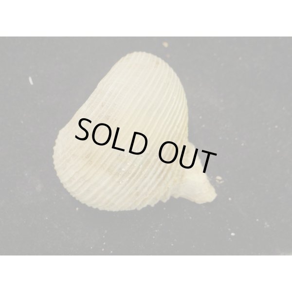 画像2: カブラガイ (2)