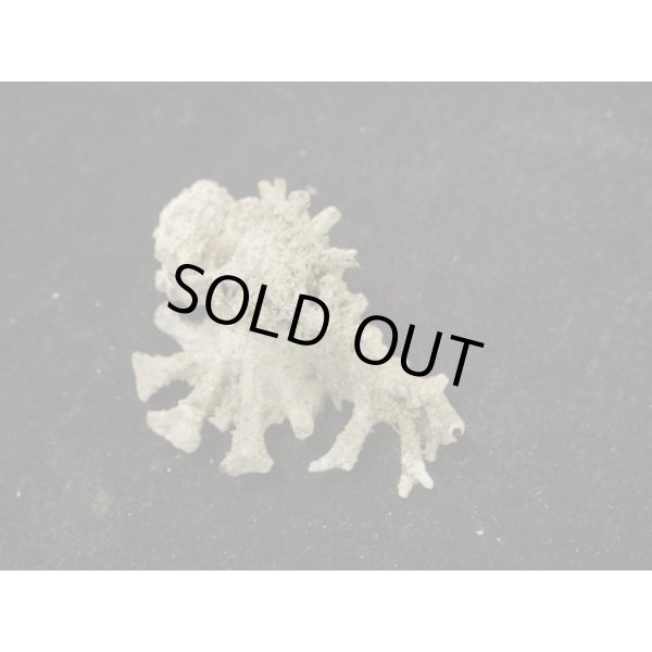 画像2: サソリイチョウ (2)