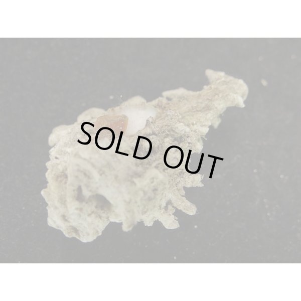 画像3: サソリイチョウ (3)