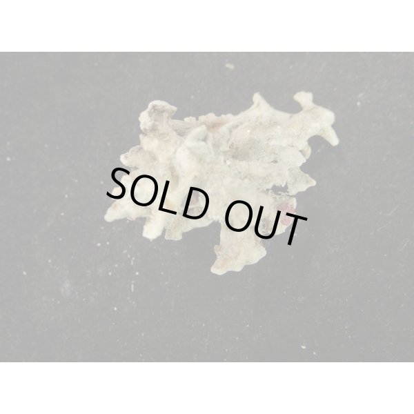 画像3: トナカイイチョウ (3)