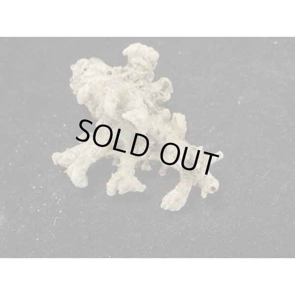 画像2: トナカイイチョウ (2)