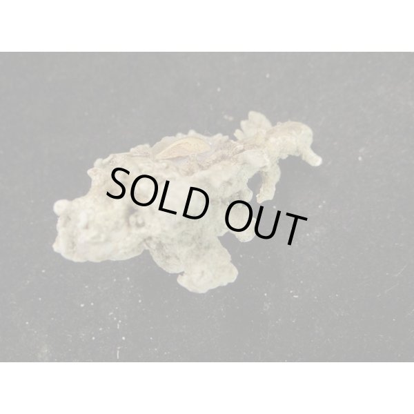 画像3: トナカイイチョウ (3)