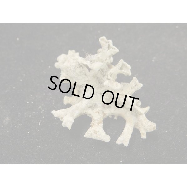 画像2: トナカイイチョウ (2)