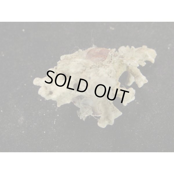 画像3: トナカイイチョウ (3)