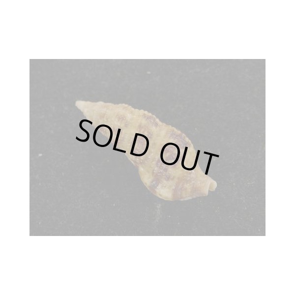 画像2: ネジレセコバイ (2)