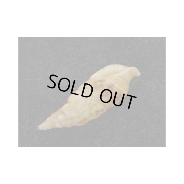 画像3: ネジレセコバイ (3)